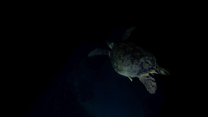 Turtle During Night Dive | Marsa Shagra | 11.07.2020